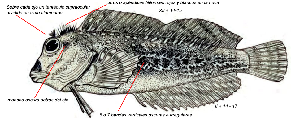 Scartella cristata_00011.jpg
